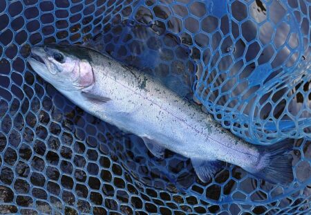 サクラマスを釣りに行ったんだが ～平谷湖フィッシングスポット～